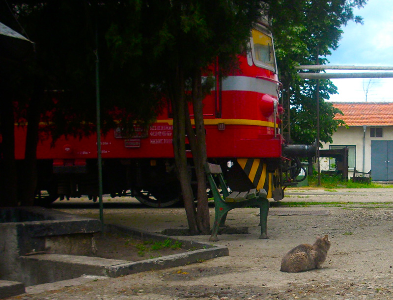 Котаци